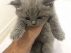 Британские котята серые объявление продам