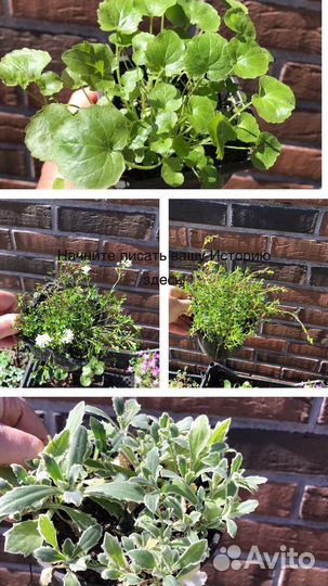 Растения для альпийских горок, клумб