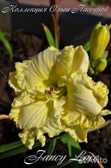 Коллекционые лилейники