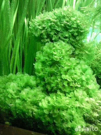 Аквариумные мхи