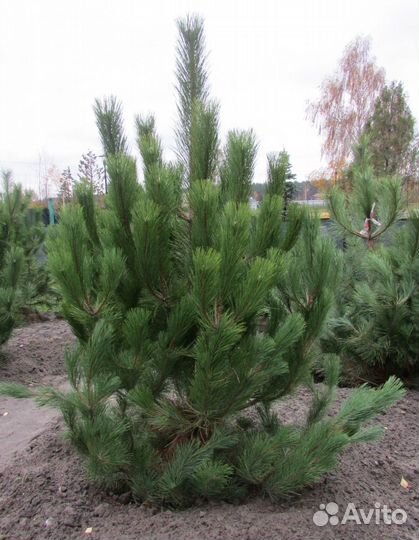 Крымская сосна
