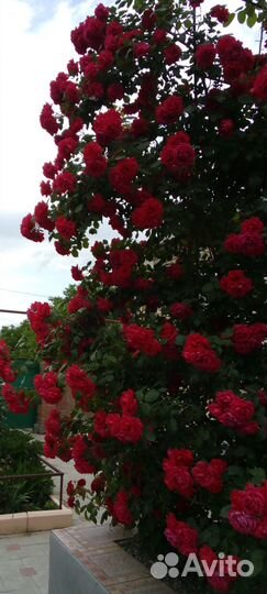 Розы плетистые