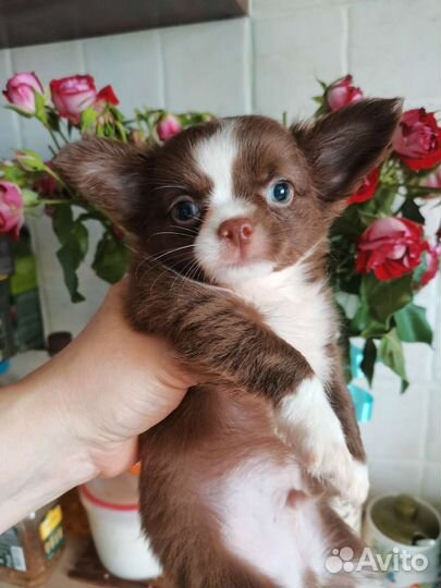 Чихуахуа щенки с документами