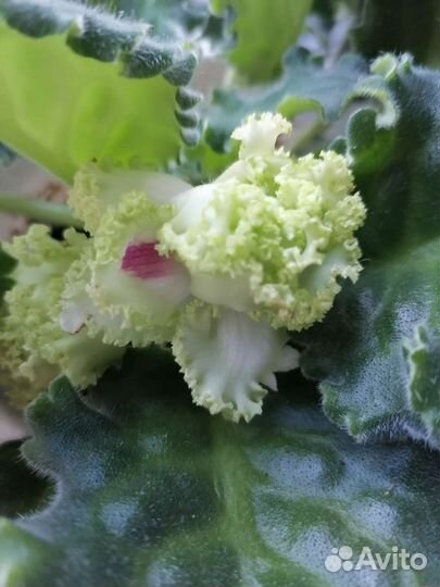 Фиалки цветущие, детки, листы