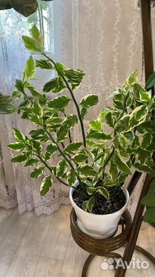 Педилантус