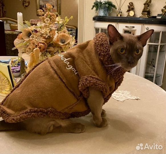 Куртка и шапочка для собак