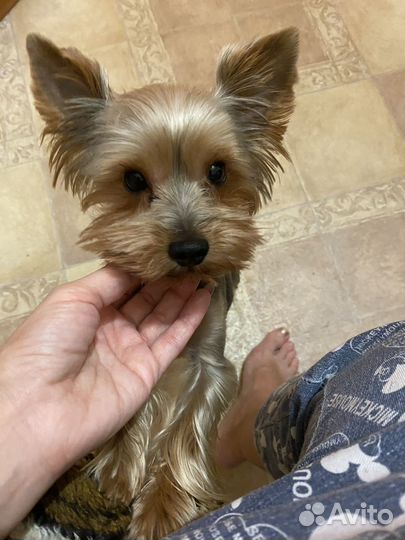 Йоркширский терьер