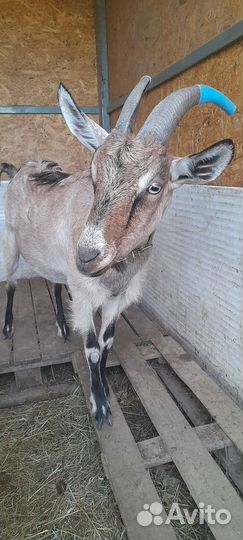 Коза альпийская