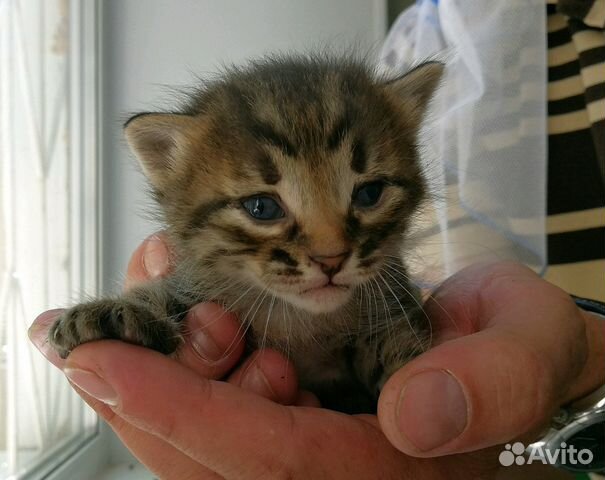 Бесплатные животные в добрые руки в самаре. Ступино кошки в добрые руки. Авито тула в добрые руки. Авито тула в добрые руки. Авито тула в добрые руки.