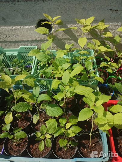 Гортензия древовидная Баунти