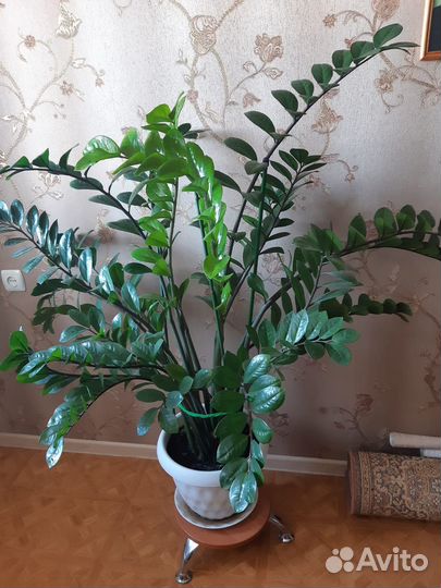 Продам комнатный цветок- замиокулькас