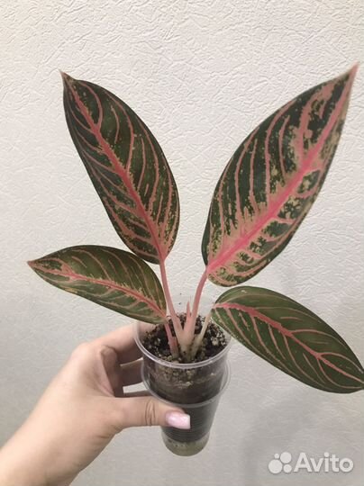 Аглаонема Ред Суматра