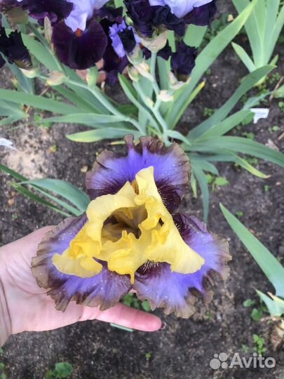 Ирисы набор 10 шт