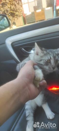 Кошка египетский Мау