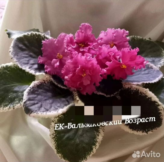 Детки сортовых фиалок