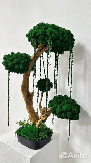 Дерево со стабилизированным мхом