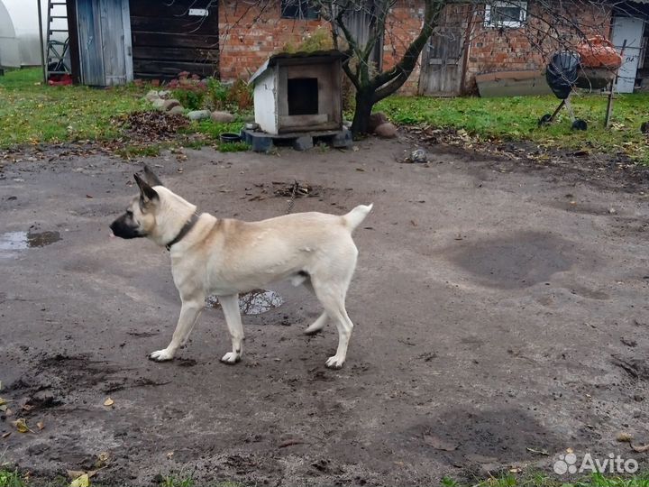Собака в добрые руки отдам бесплатно