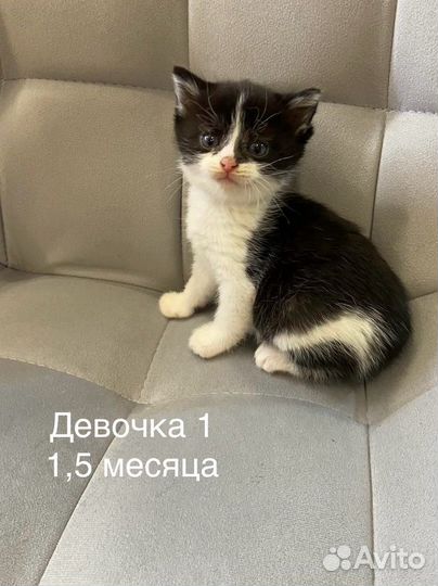 Котята в добрые руки