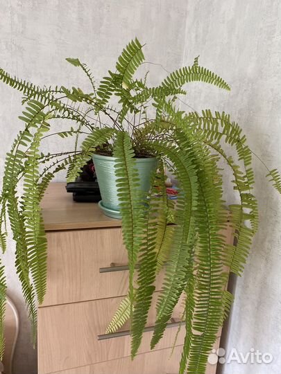 Папоротник нефролепис