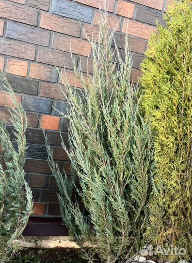 Можжевельник Блю Эрроу с доставкой с полей