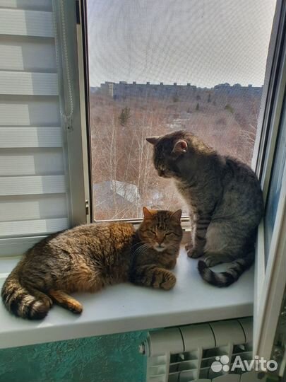 Кот в добрые руки