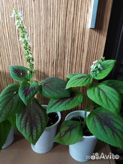 Колеус. Лимон