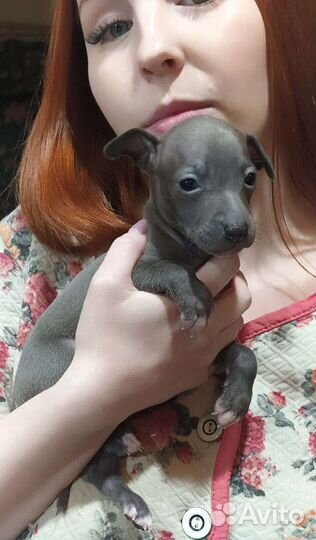 Щенки левретки