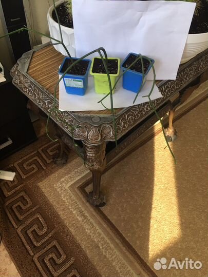 Молочай Тирукалли