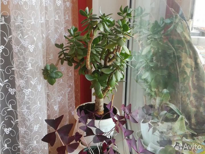 Толстянка