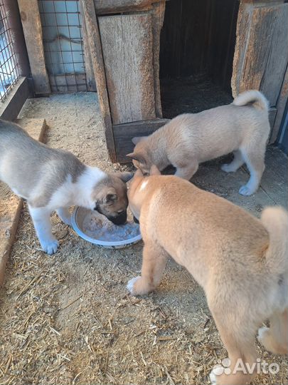 Продам щенков заподно сибирской лайки