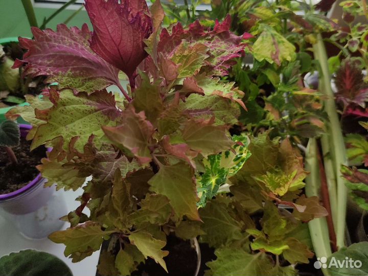 Колеус Ханна