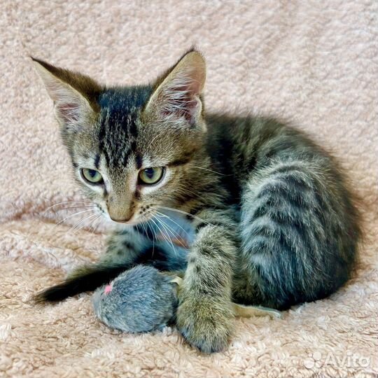 Котёнок Кексик в добрые руки