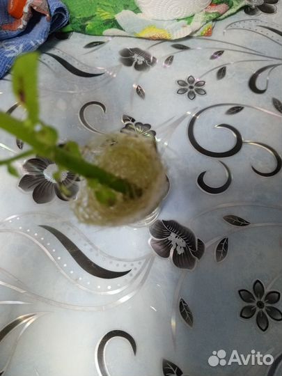 Комнатные растения и цветы