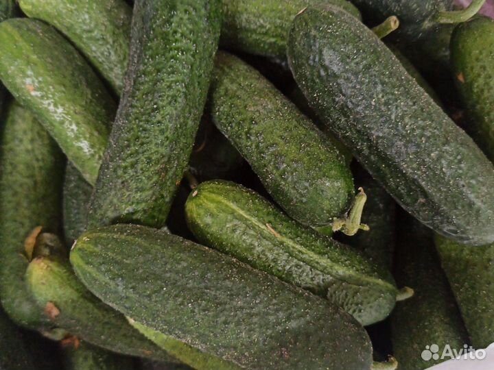 Огурцы свежие