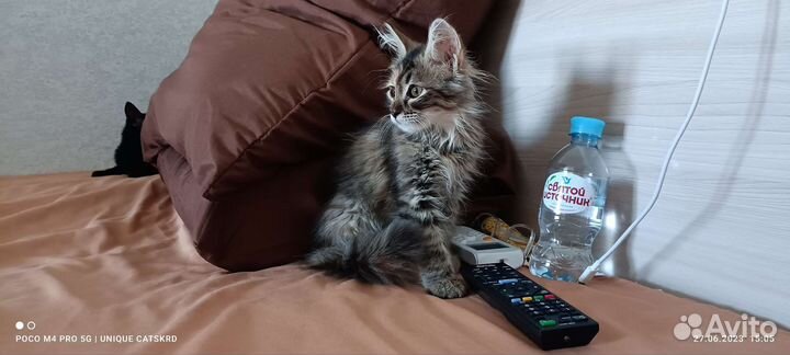 Пушистая котёнок девочка