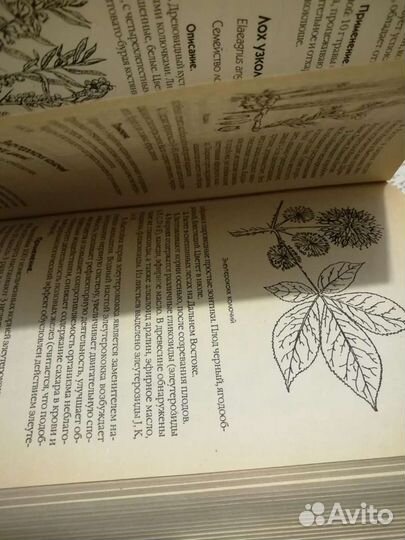 Справочник лекарственных растений