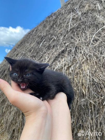 Котенок черный мальчик