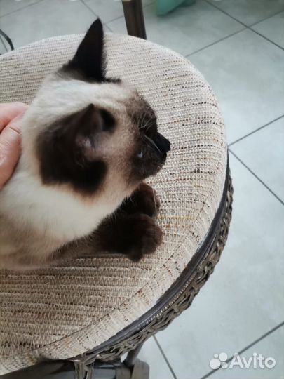 Молодой котик. В добрые руки