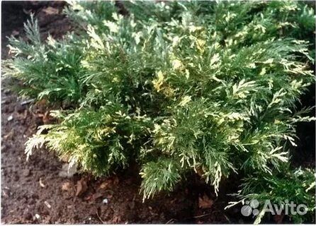 Саженцы хвойных