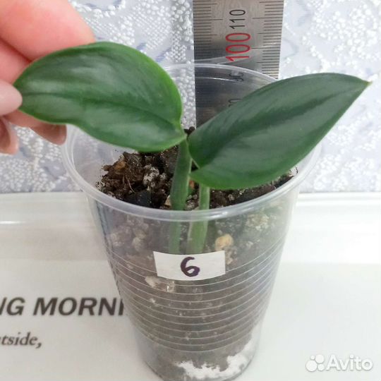 Сингониум, Сциндапсус, Эпипремнум, эпифиллум, рипс