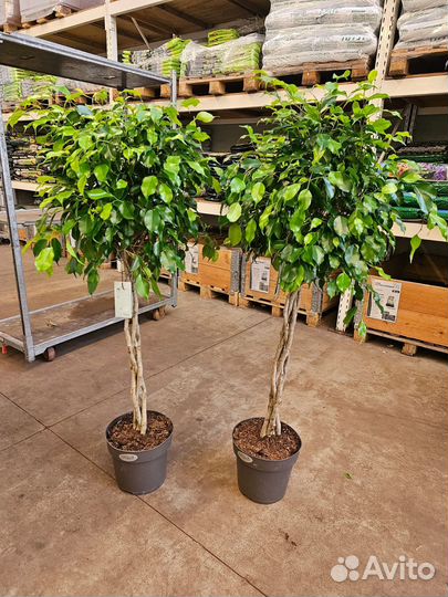 Фикус Бенджамина Экзотика ствол переплетенный