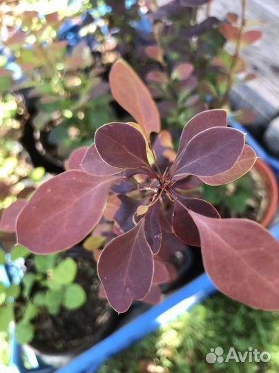 Саженцы барбариса