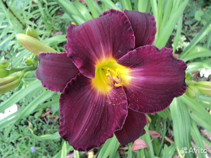 Лилейники сортовые