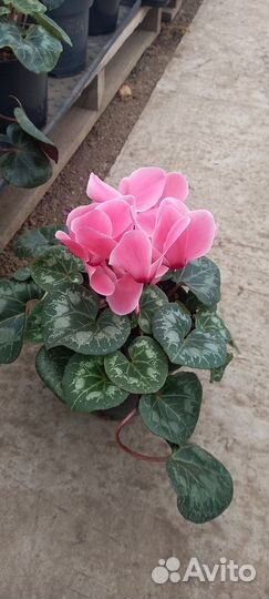 Европейский цикламен