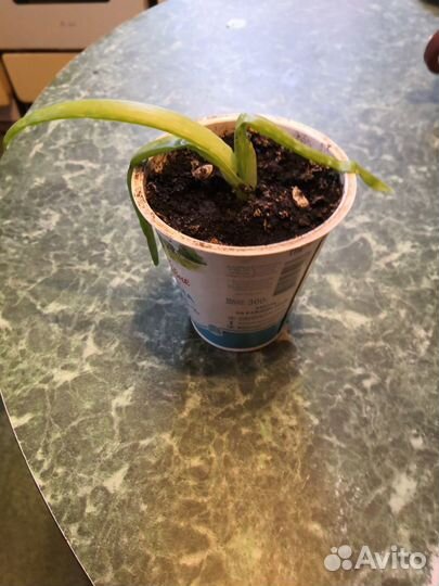 Алоэ вера листья и растения