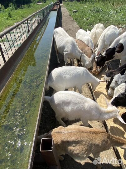 Овцы бараны