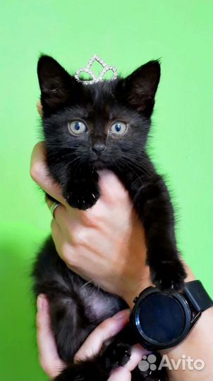 Котята ищут дом