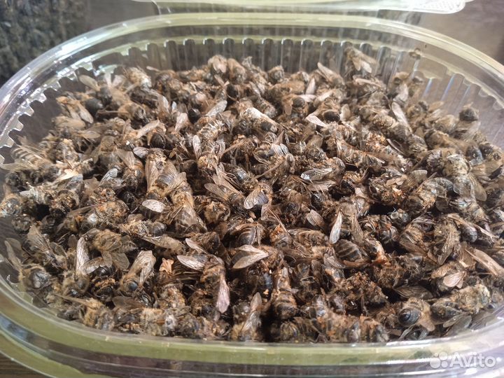 Пчелиный подмор