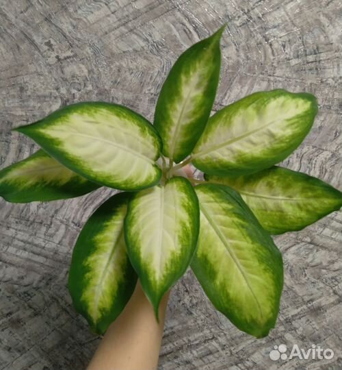 Диффенбахия камилла кустовая