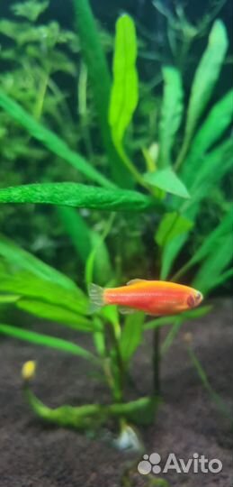 Аквариумные рыбки